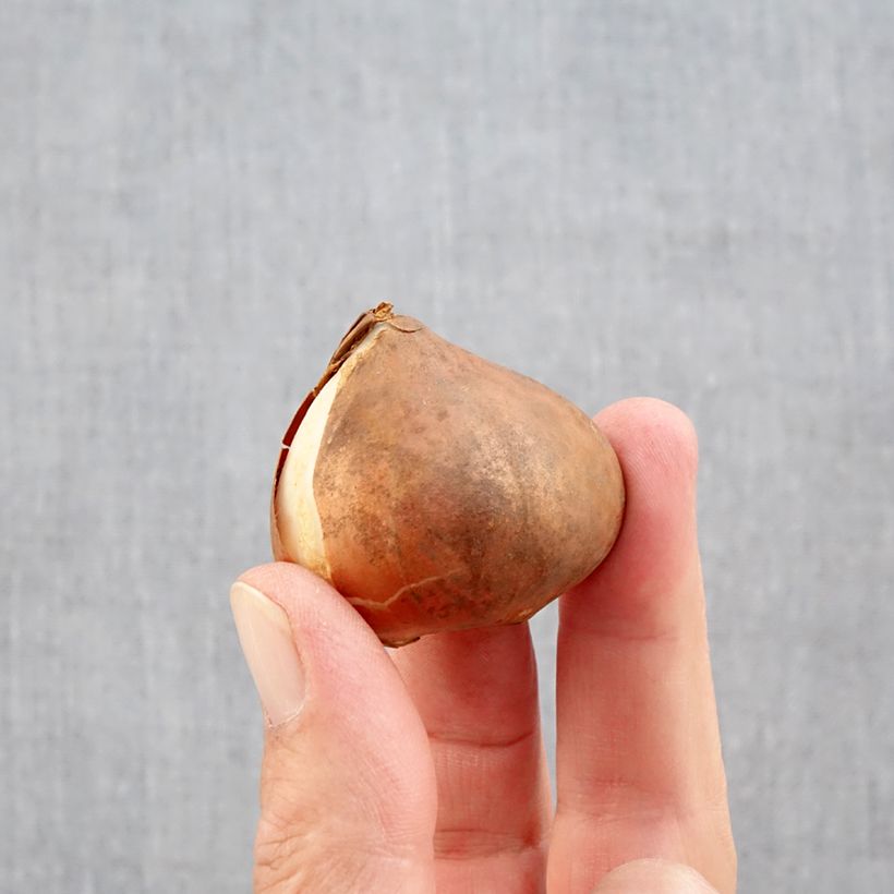 Tulipa Triumph Kyoko Takahashi Bulb size 11/12 sample as delivered in autumn