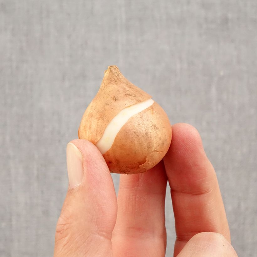 Tulipa Mistress - Triumph Tulip Bulb size 11/12 sample as delivered in autumn