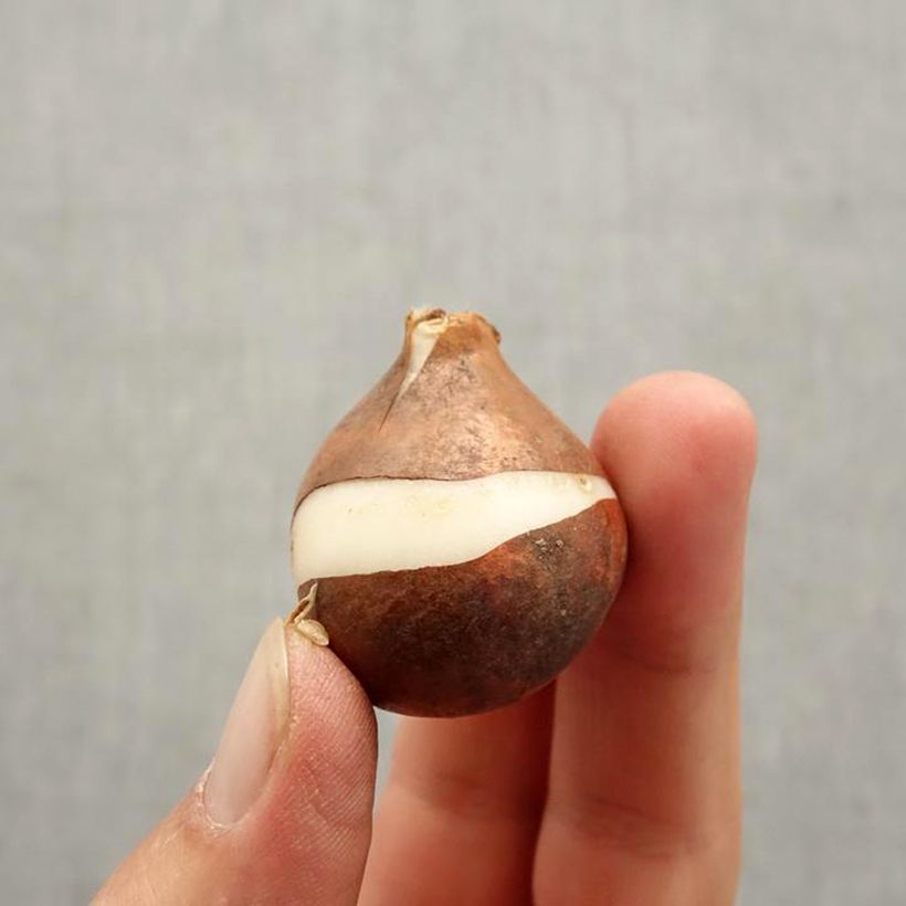 Tulipa Rosalie - Triumph Tulip Bulb size 11+ sample as delivered in autumn
