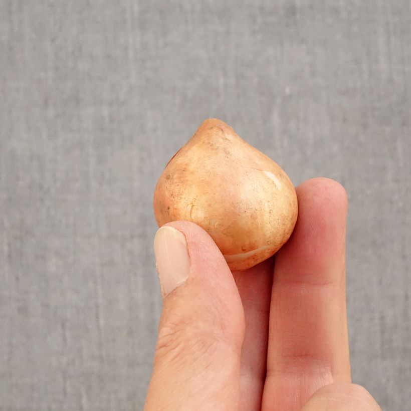 Tulipa viridiflora Blushing Artist Bulb size 11+ sample as delivered in autumn