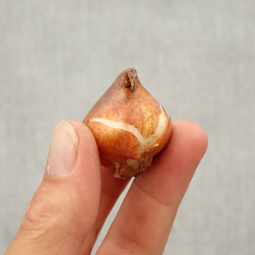 Tulipa Green River Bulb size 10/12 sample as delivered in autumn