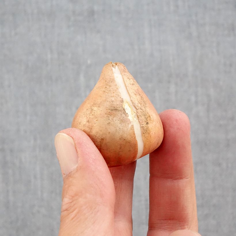 Tulipa Darwin hybride Mix - Darwin hybrid Tulip Bulb size 12+ sample as delivered in autumn