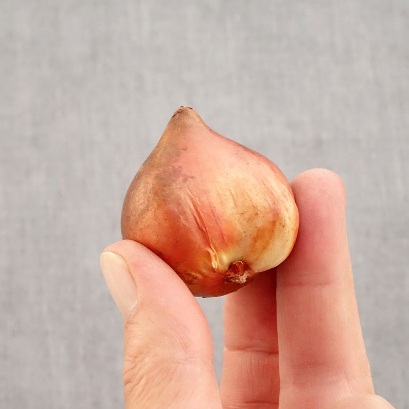 Tulipa Mix Doubles Bulb size 10+ sample as delivered in autumn