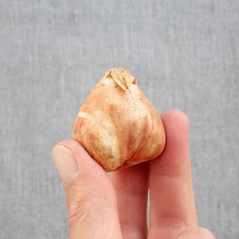 Tulipa Parrot Mix Bulb size 12+ sample as delivered in autumn