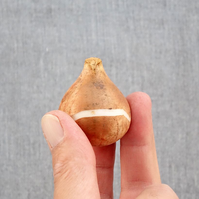 Tulipa Rembrandt Mix Bulb size 12+ sample as delivered in autumn