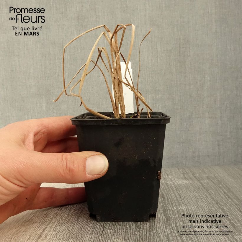 Typha angustifolia - Narrowleaf Cattail 8/9 cm pot sample as delivered in spring