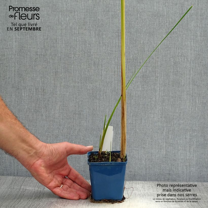 Typha angustifolia - Narrowleaf Cattail 8/9 cm pot sample as delivered in autumn