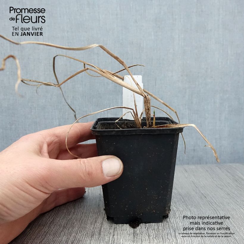 Typha angustifolia - Narrowleaf Cattail 8/9 cm pot sample as delivered in winter