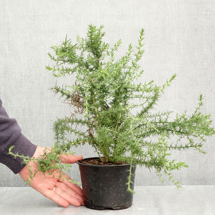 Ulex europaeus - Gorse 1L/1.5L pot sample as delivered in autumn