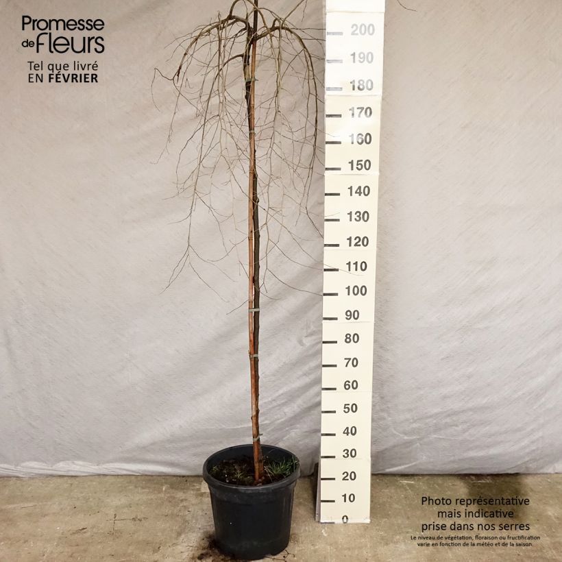 Ulmus carpinifolia Pendula - Elm 30L/35L pot sample as delivered in winter