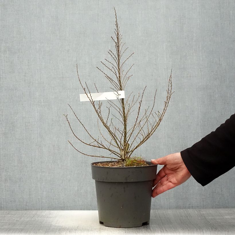 Ulmus hollandica Jacqueline Hillier - Elm 4L/5L pot, Bush sample as delivered in spring