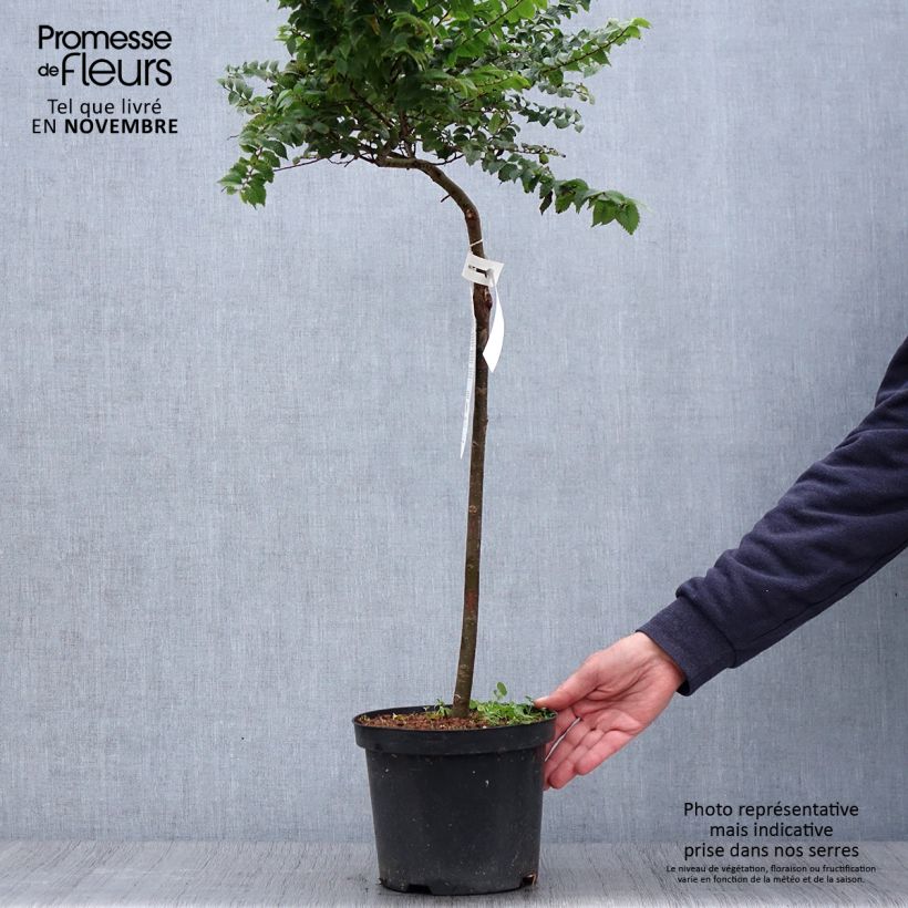 Ulmus hollandica Jacqueline Hillier - Elm 4L/5L pot sample as delivered in autumn