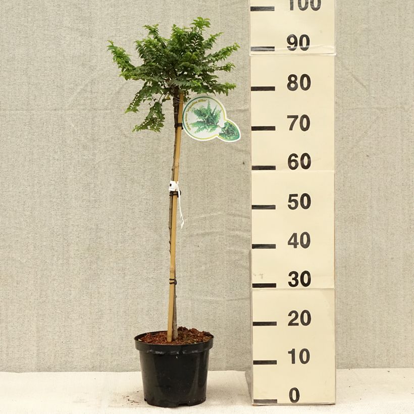 Ulmus hollandica Jacqueline Hillier - Elm 4L/5L pot, Standard sample as delivered in summer