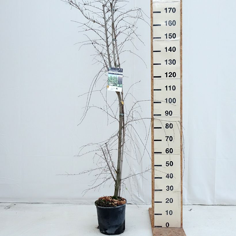Ulmus minor - Elm 7.5L/10L pot sample as delivered in autumn
