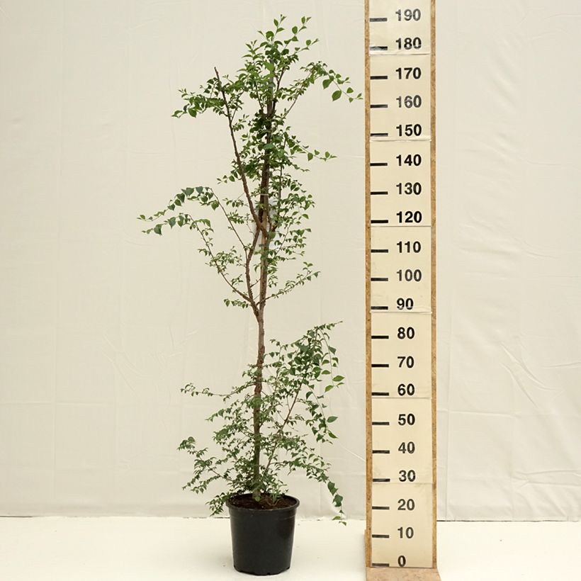 Ulmus minor - Elm 7.5L/10L pot sample as delivered in spring