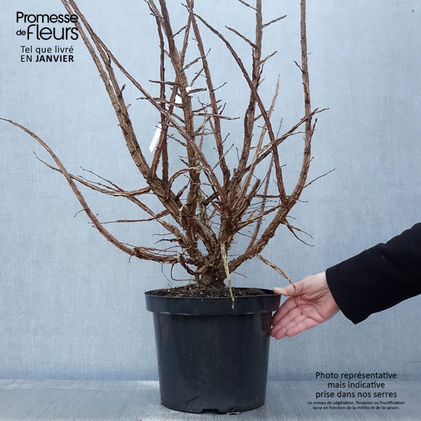 Ulmus minor suberosa  7.5L/10L pot sample as delivered in winter