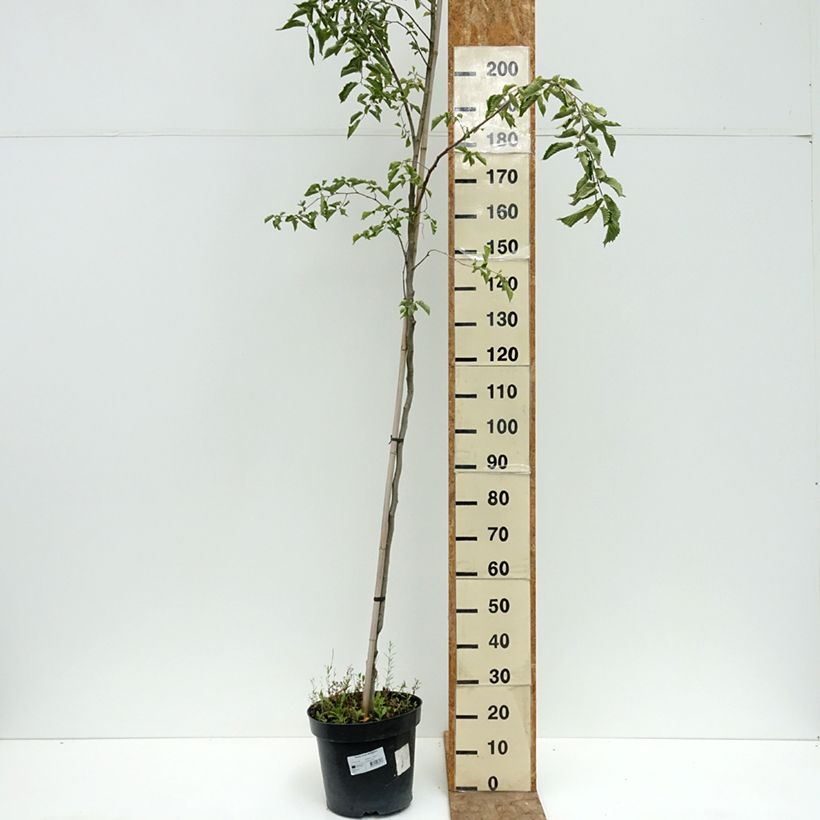 Ulmus minor Webbiana - Elm 7.5L/10L pot, Standard sample as delivered in summer