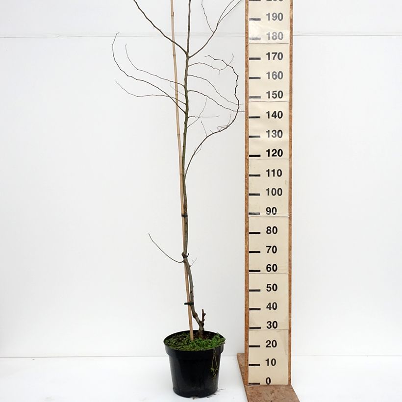 Ulmus minor Webbiana - Elm 7.5L/10L pot, Standard sample as delivered in winter