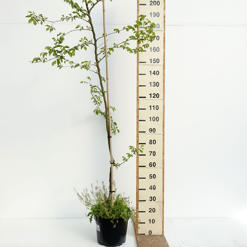 Ulmus minor Webbiana - Elm 7.5L/10L pot, Standard sample as delivered in spring