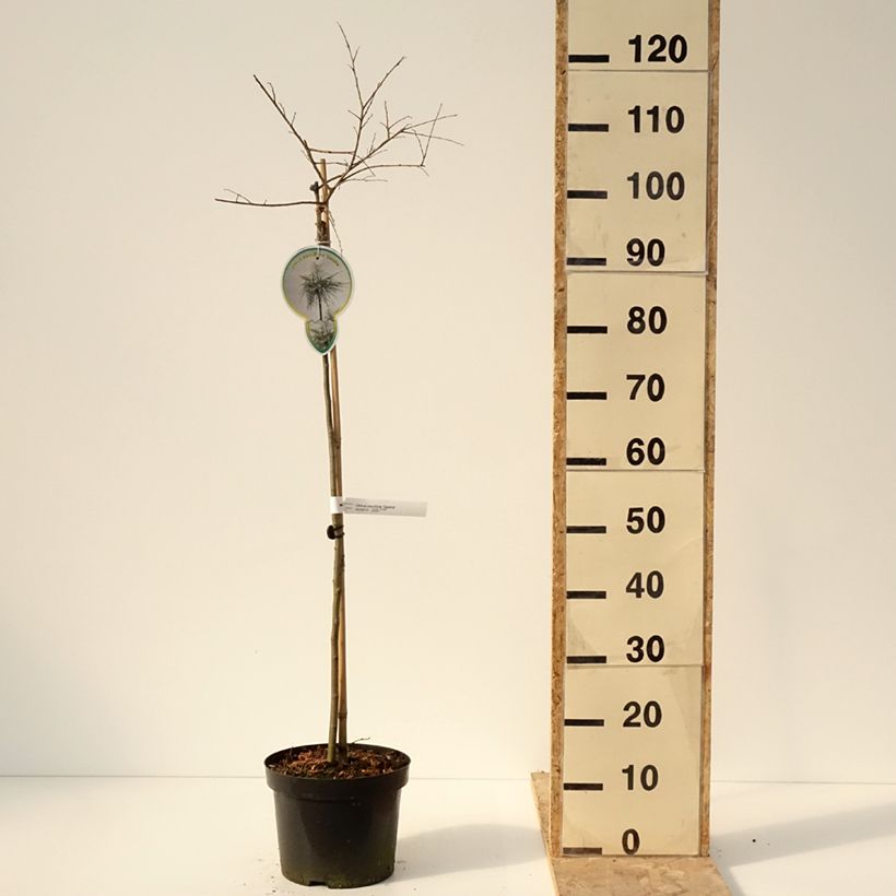 Ulmus parvifolia Geisha - Chinese Elm 4L/5L pot sample as delivered in winter