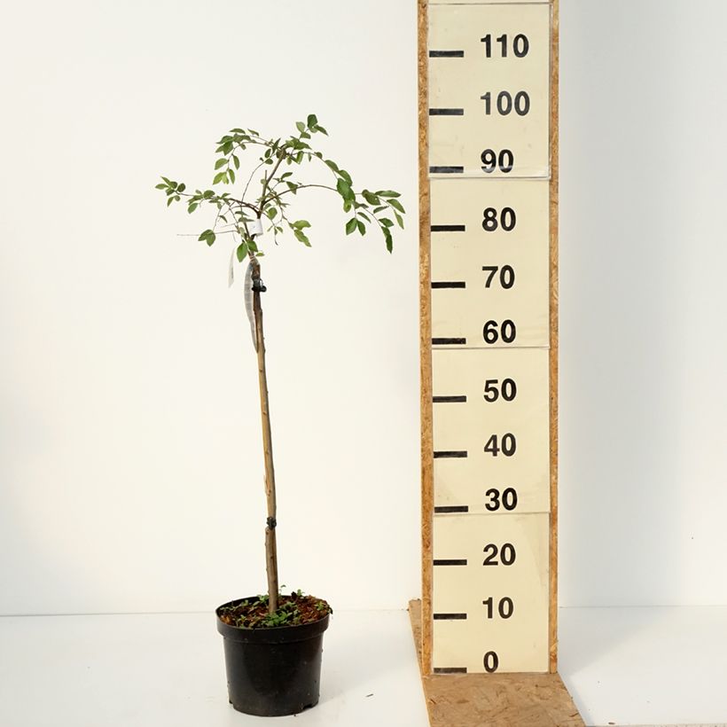 Ulmus parvifolia Geisha - Chinese Elm 4L/5L pot, Standard sample as delivered in autumn