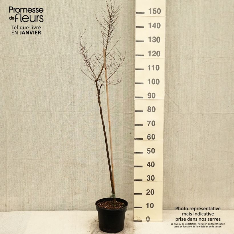 Ulmus parvifolia Seijuv 4L/5L pot sample as delivered in winter