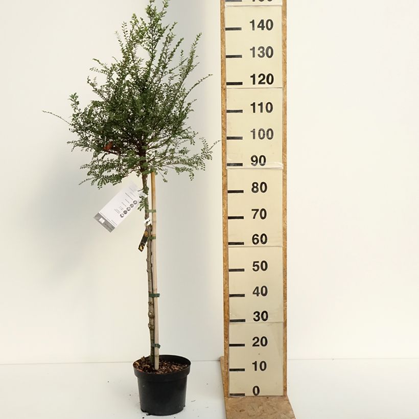 Ulmus parvifolia Seijuv 4L/5L pot sample as delivered in summer