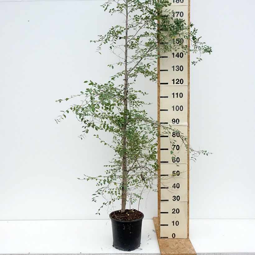 Ulmus pumila - Elm 7.5L/10L pot sample as delivered in summer