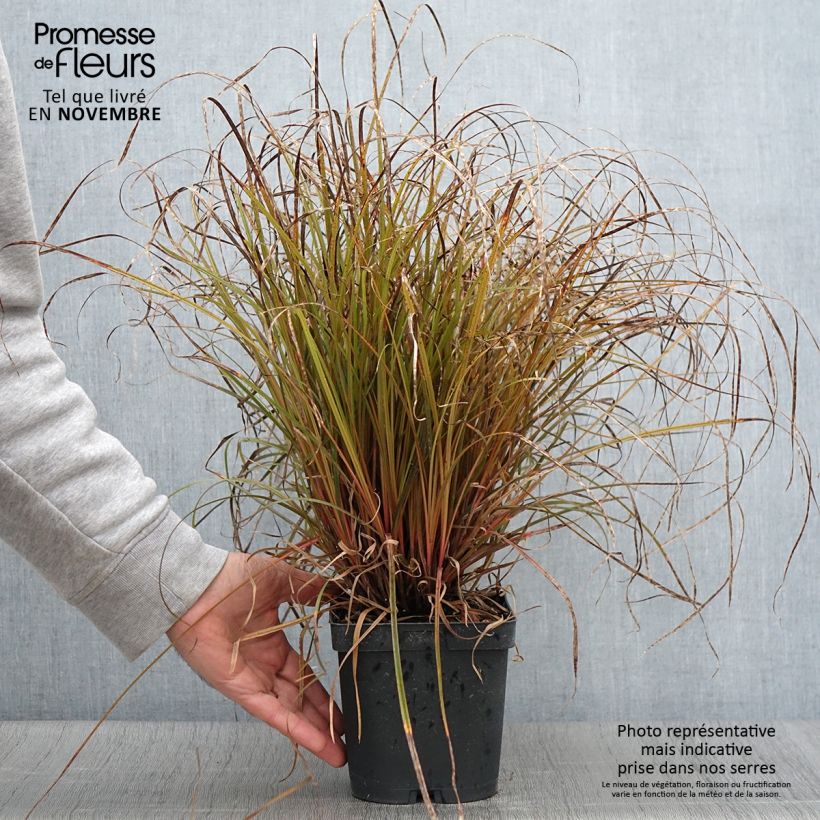 Uncinia rubra 2L/3L pot sample as delivered in autumn