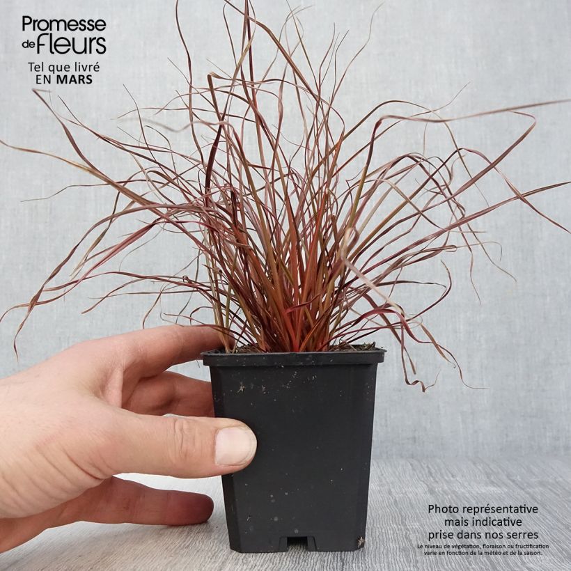 Uncinia rubra Everflame 8/9 cm pot sample as delivered in spring