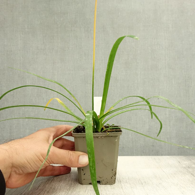 Uncinia rubra Everflame 2L/3L pot sample as delivered in autumn