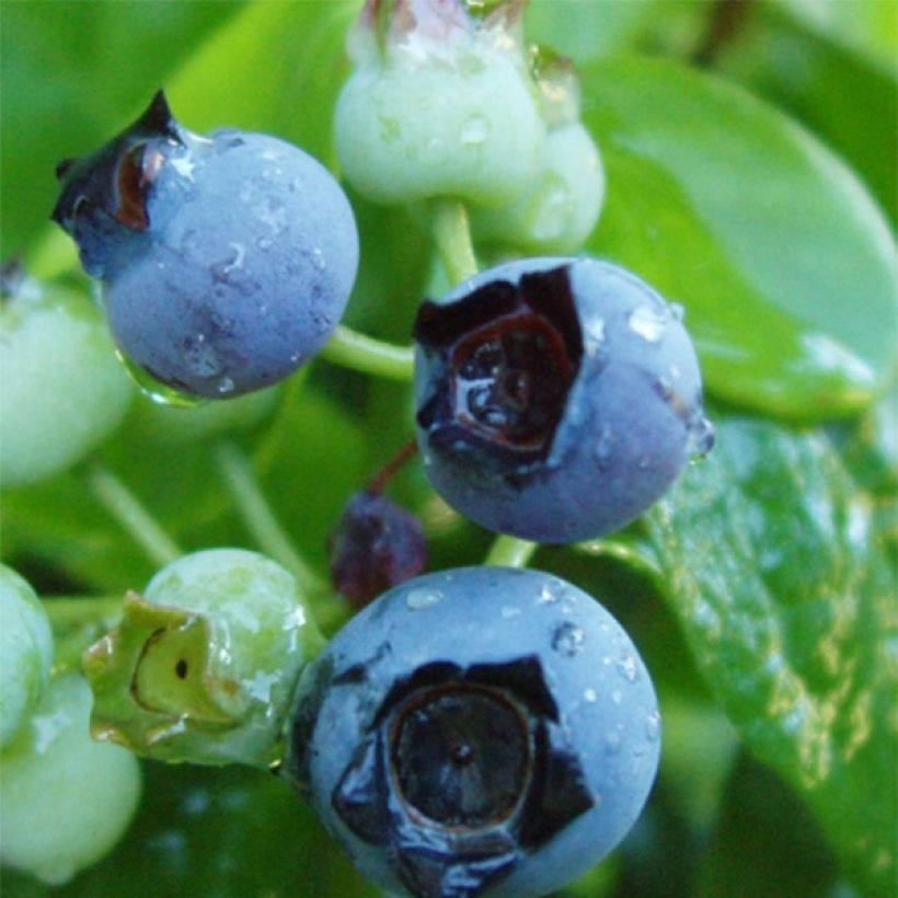 Vaccinium corymbosum Flamingo- American Blueberry (Harvest)