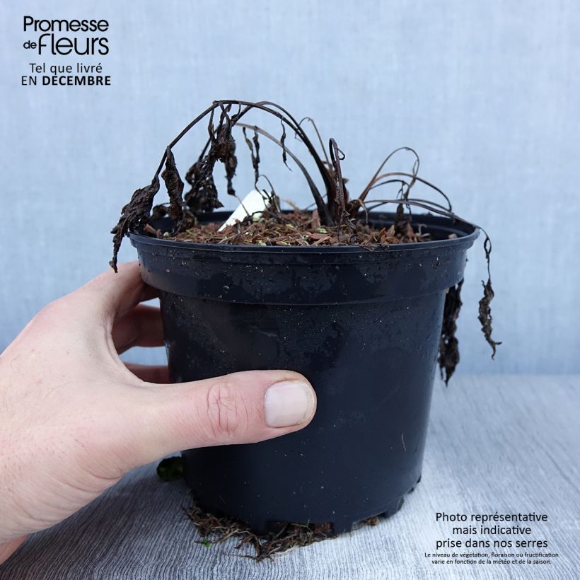 Valeriana officinalis 2L/3L pot sample as delivered in winter