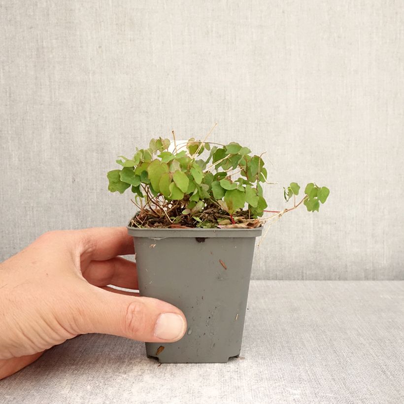 Vancouveria hexandra 8/9 cm pot sample as delivered in spring