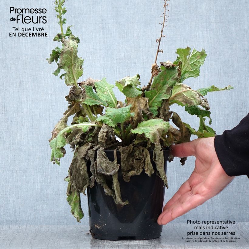 Verbascum Dark Eyes - Mullein 2L/3L pot sample as delivered in autumn