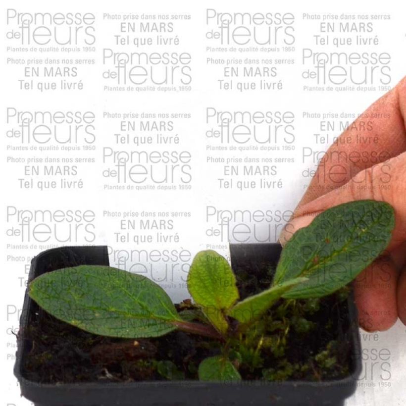 Example of Verbascum Blue Lagoon - Mullein 8/9 cm pot specimen as delivered