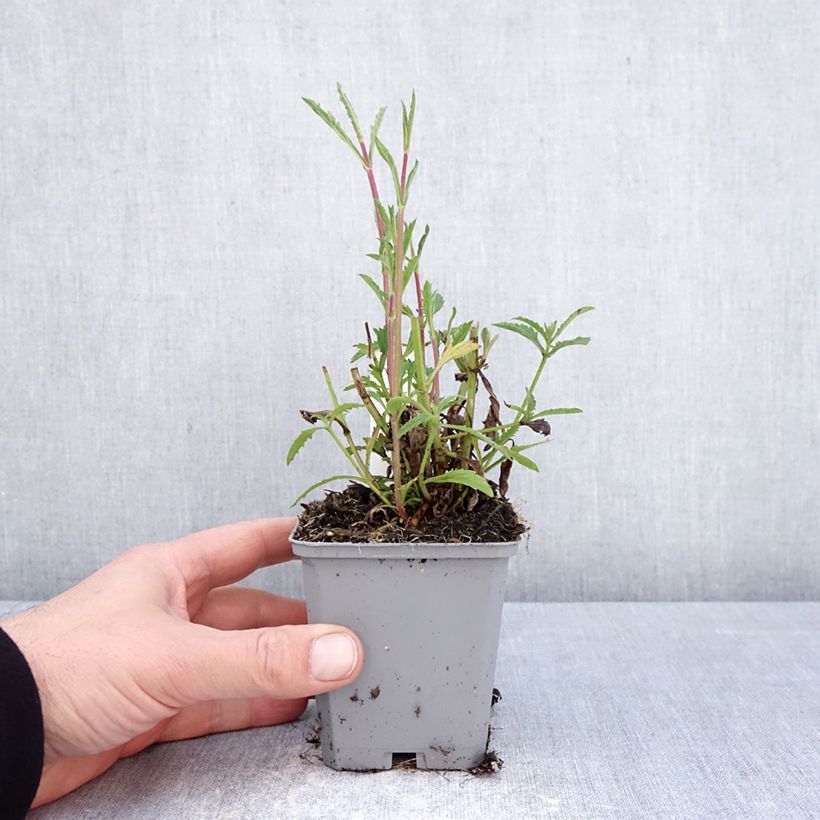 Verbena bonariensis Vanity 8/9 cm pot sample as delivered in spring