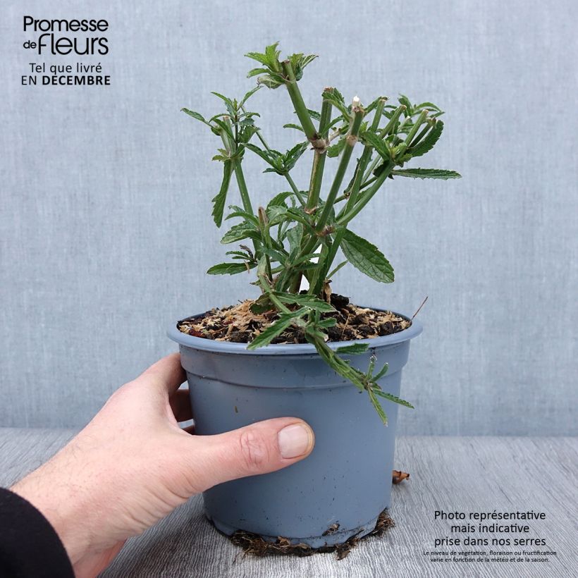 Verbena bonariensis - Purple Top 2L/3L pot sample as delivered in autumn