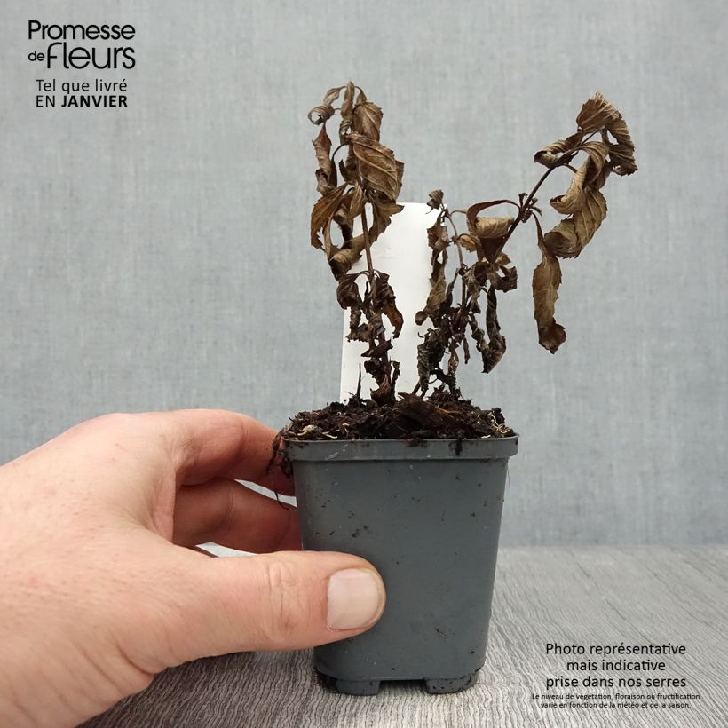 Verbena hastata Blue Spires 8/9 cm pot sample as delivered in winter