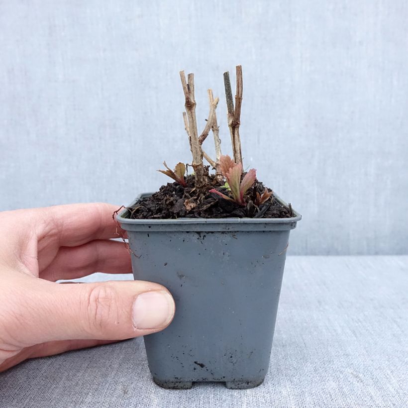 Verbena hastata Blue Spires 8/9 cm pot sample as delivered in spring