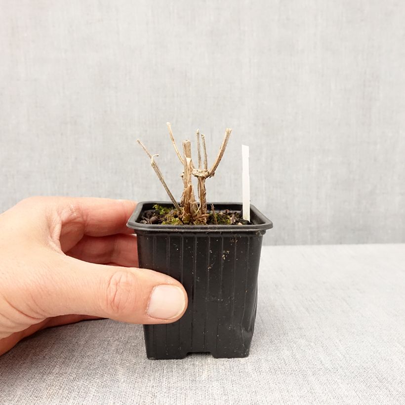 Verbena macdougalii Lavender Spires 8/9 cm pot sample as delivered in spring