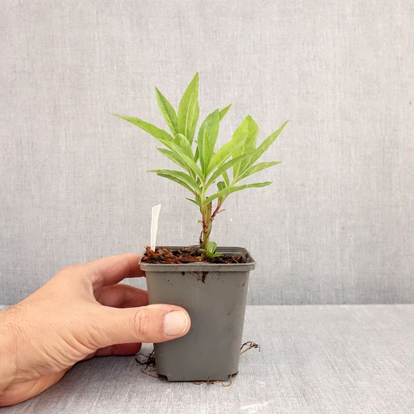 Vernonia gigantea - Ironweed 8/9 cm pot sample as delivered in autumn