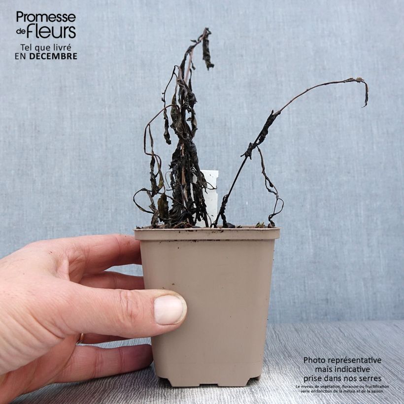 Vernonia gigantea - Ironweed 8/9 cm pot sample as delivered in winter