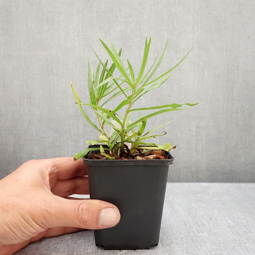 Vernonia lettermannii - Ironweed 8/9 cm pot sample as delivered in autumn