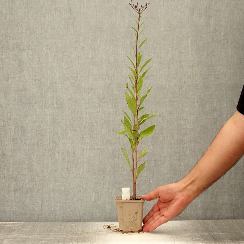 Vernonia missurica - Ironweed 8/9 cm pot sample as delivered in summer