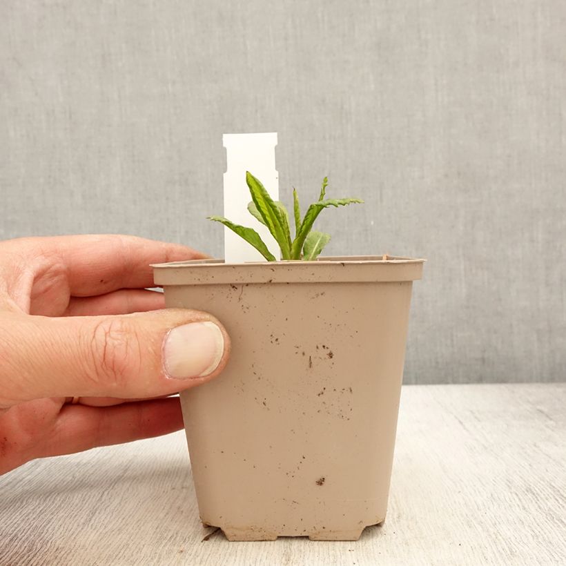 Vernonia missurica - Ironweed 8/9 cm pot sample as delivered in spring