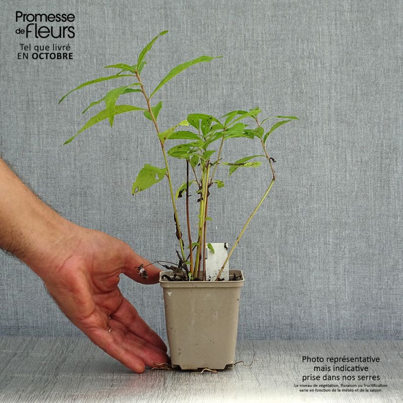 Vernonia noveboracensis - Ironweed 8/9 cm pot sample as delivered in autumn