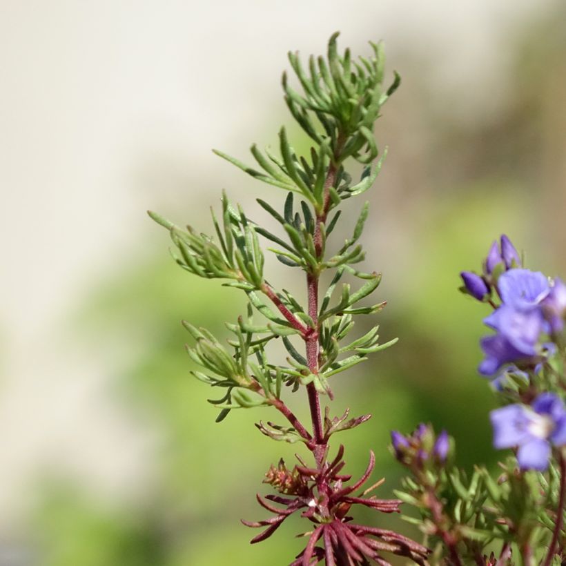 Veronica armena - Speedwell (Foliage)