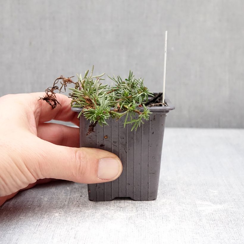 Veronica armena - Speedwell 8/9 cm pot sample as delivered in winter