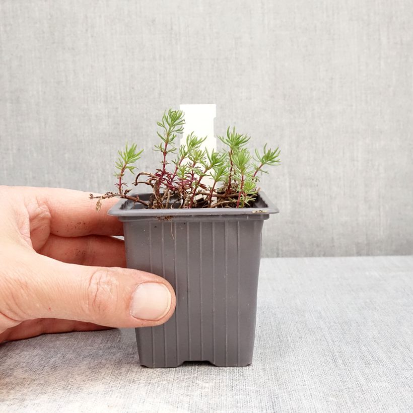 Veronica armena - Speedwell 8/9 cm pot sample as delivered in spring